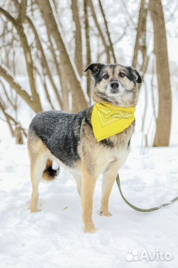 Чудесный пес в добрые руки