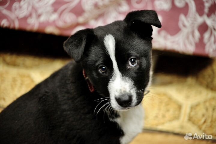 Дейзи ищет дом