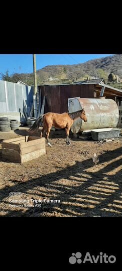 Жеребец и кобылка