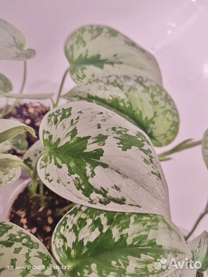 Сциндапсус треби, сильвери