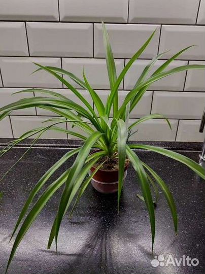 Взрослые комнатные растения