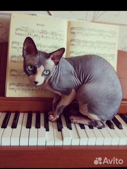 Репетитор по сольфеджио