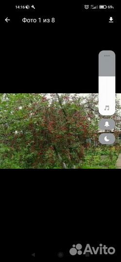 Клубника, саженцы, цветы многолетние