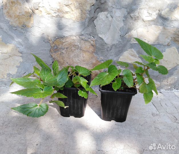 Бегония саженцы