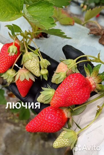 Рассада сортовой клубники