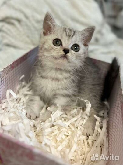 Британская короткошерстная кошка