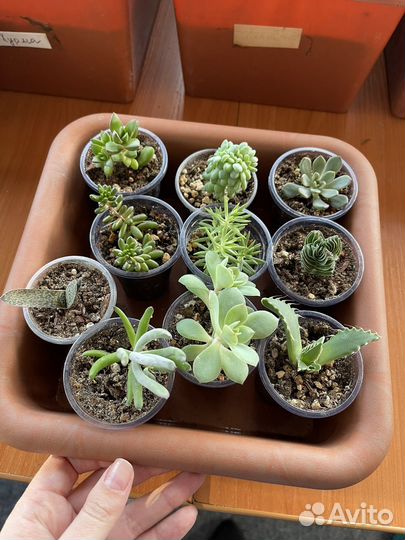 Суккуленты и кактусы