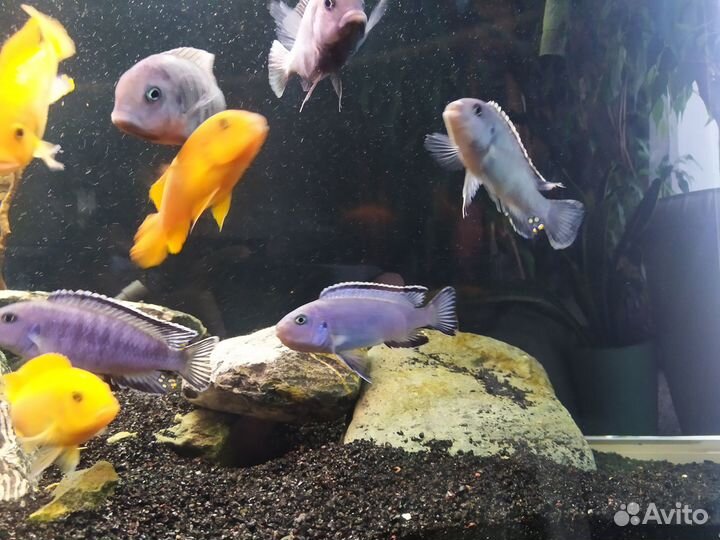 Цихлиды Малави