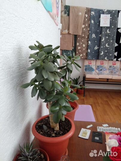 Крассула толстянка