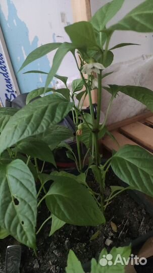 Рассада перец, томат, острый перец комнатный