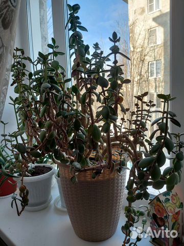 Цветок толстянка алоэ