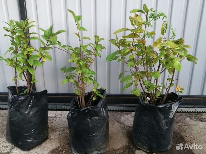 Сирень белая и сиреневая саженцы