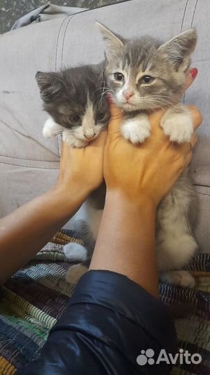 Котята 2,5 мес мальчики