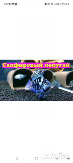 Сапфировый Попугай
