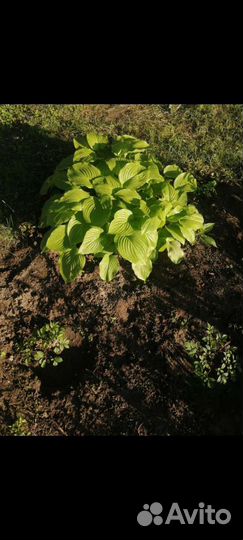 Хоста Подорожниковая