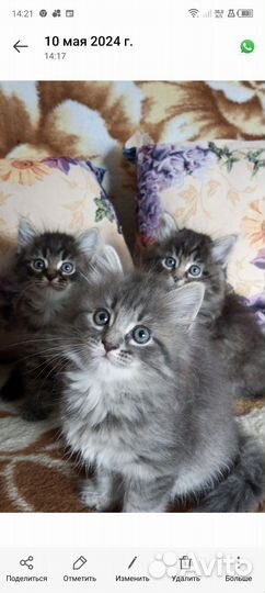 Котята сибирской кошки