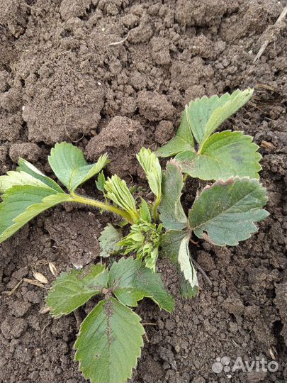 Продажа садовых растений