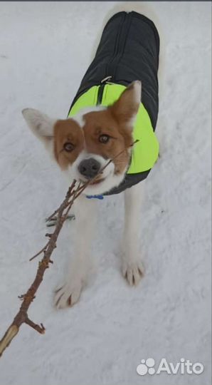 Собачка средняя метис лайки и Уэльской овчарки