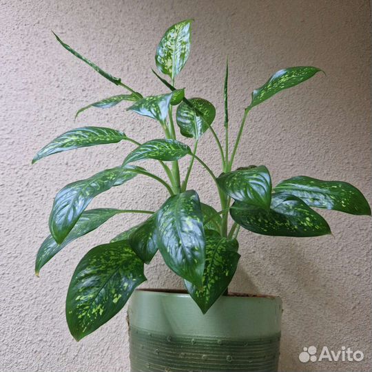 Диффенбахия