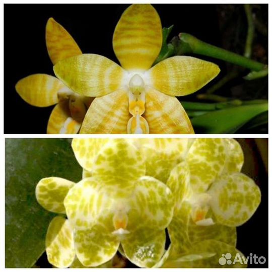 Орхидея фаленопсис, 9 сортов