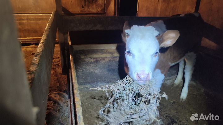 Тёлочка Герефорд