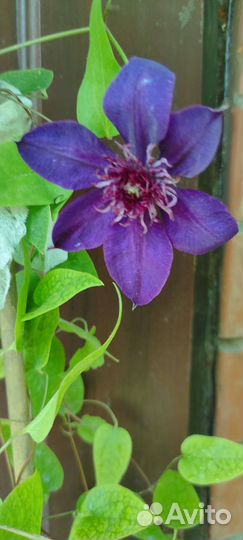 Клематис махровый Temptation