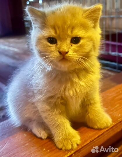 Котенок