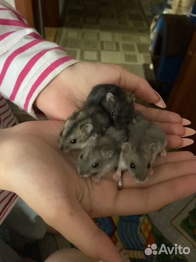 Джунгарский хомяк