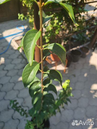 Китайская Сирень