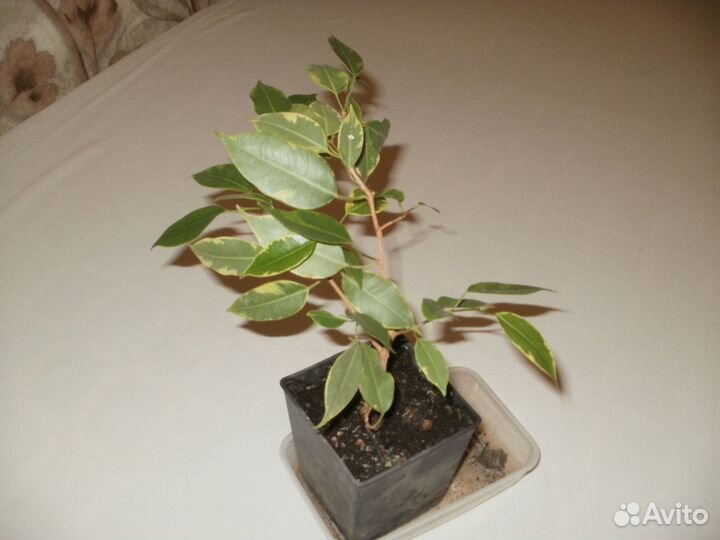 Комнатные цветы