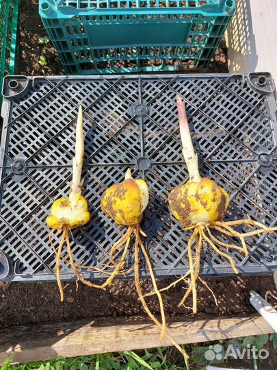 Лилии отгибриды