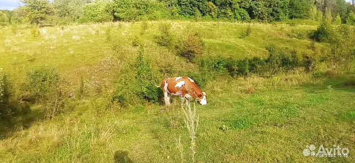 Коровы и телки