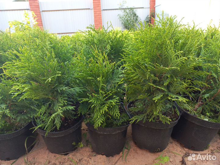 Саженцы туи Вудварди, Смарагд, кустарники