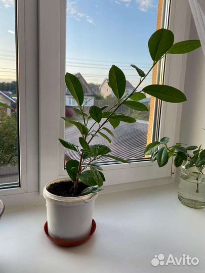 Фикус макломе