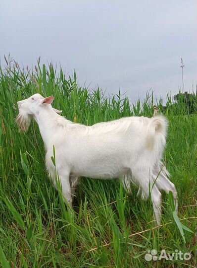 Козел на случку