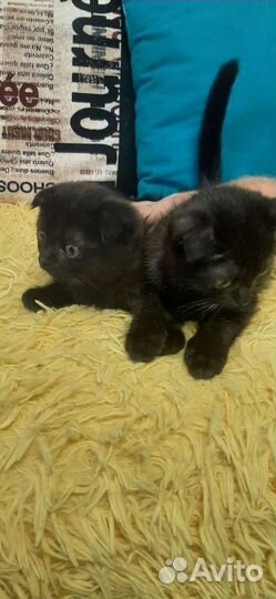 Кошка в дар бесплатно