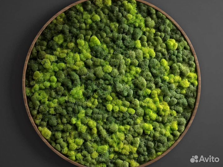 Фитостены из мха стабилизированного. Фитокартины