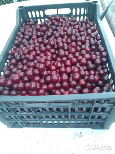 Вишня свежие ягоды