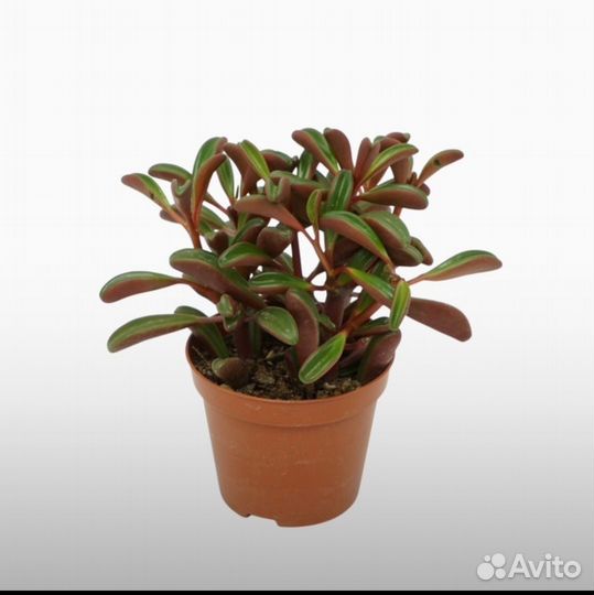 Пеперомия гравеоленс