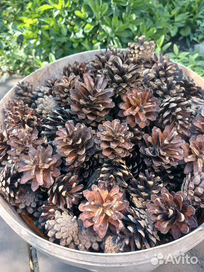 Шишки сосновые