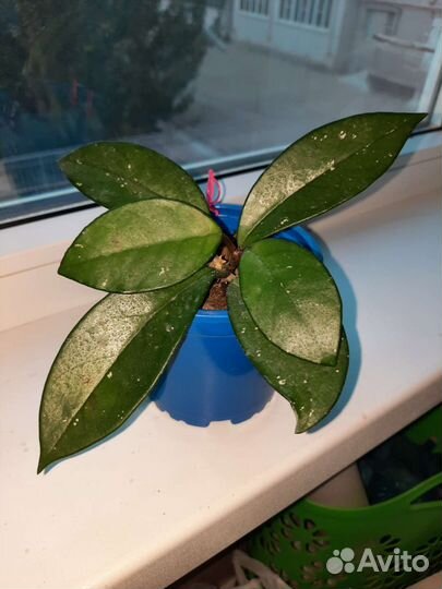 Хойи разные