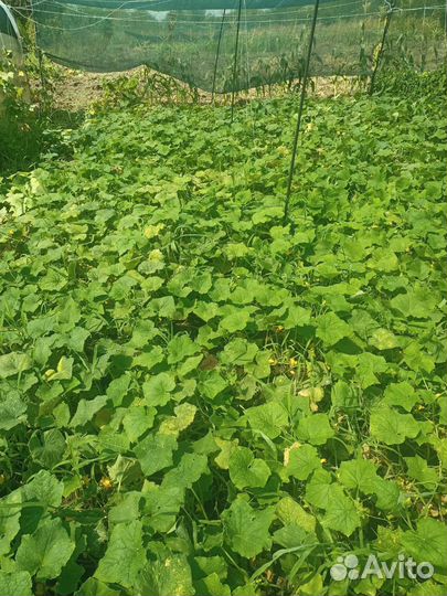 Огурцы домашние