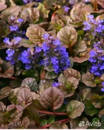 Многолетники