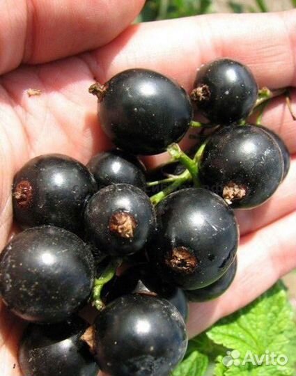 Смородина разная в зкс