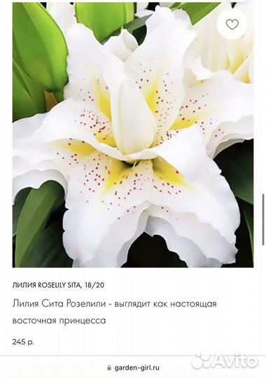 Розовидные Восточные Лилии, серии roselily