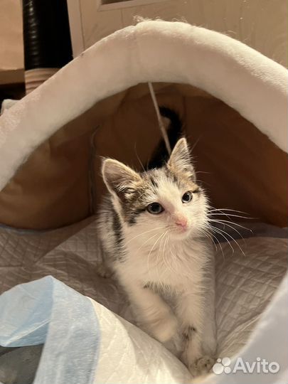 Котёнок девочка
