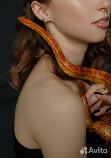 Аренда змей и собак чихуахуа для фото/видео съёмок