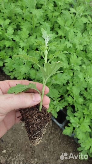 Посадочный материал Черенки хризантемы