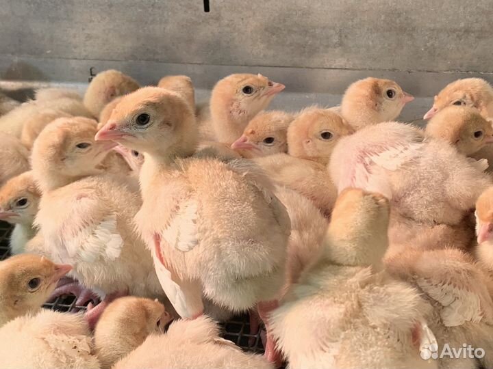 Индюшата биг-6, вылупились 26.04