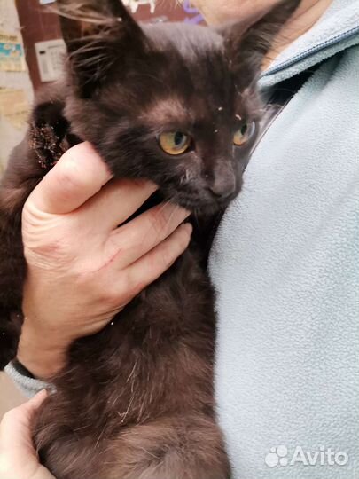 Котенок девочка выживает на улице